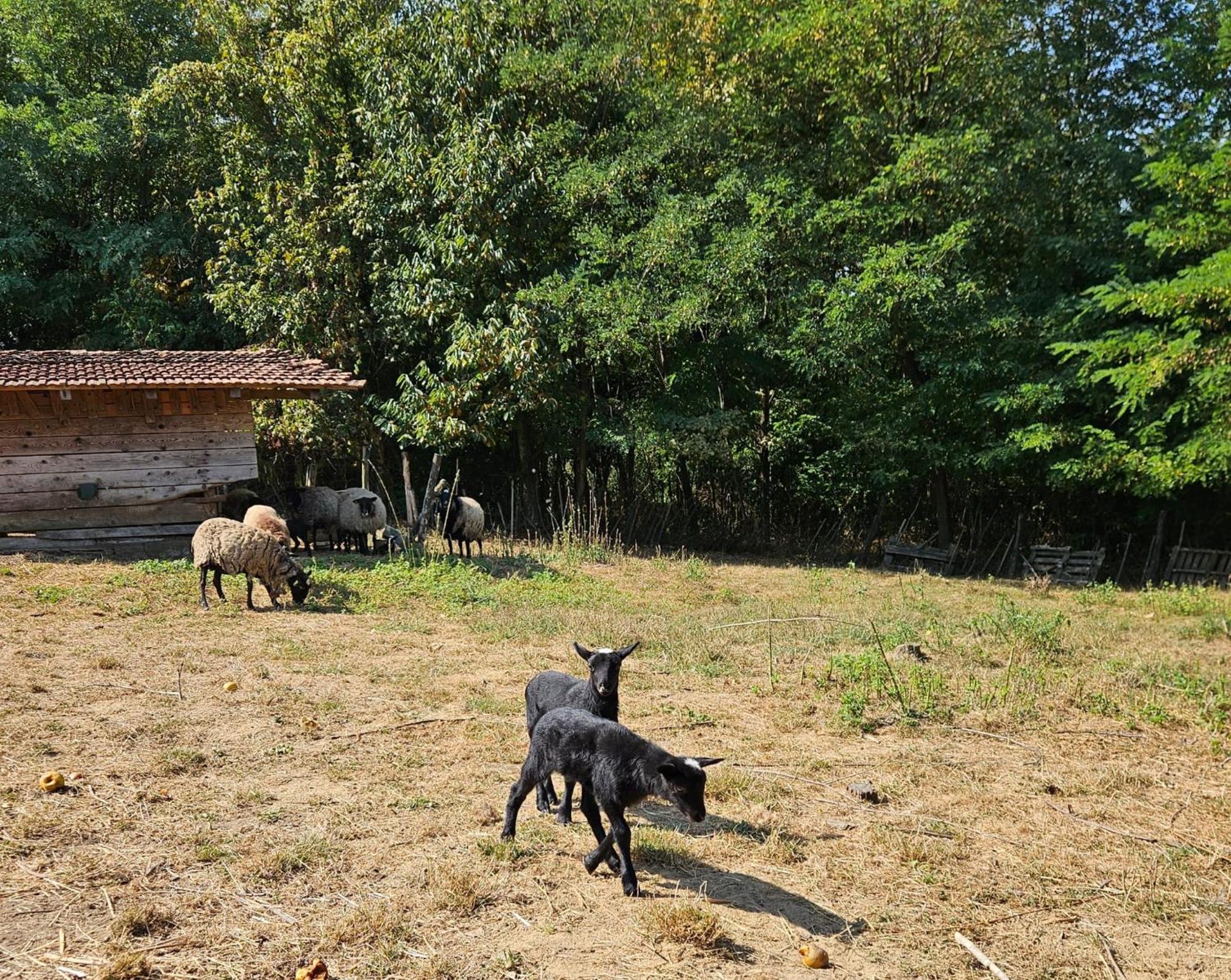 Farmica, Bed&Breakfast, Bazen Izdvojen Nekoliko Minuta Hoda Guest House Ðurđevac Bagian luar foto